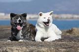 AKITA INU 223
